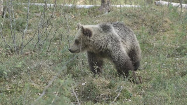 wild european brown bear in finland