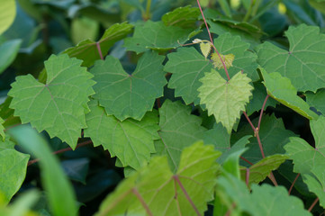 heart shaped  jagged leaf on a vine in selective focus