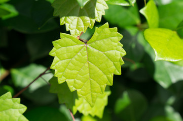 heart shaped  jagged leaf on a vine in selective focus