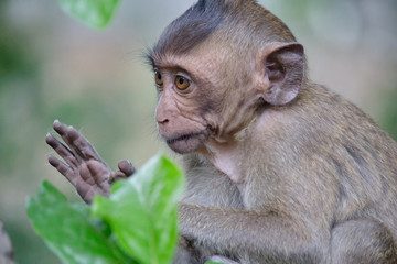 可愛いサル