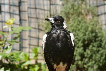 Australian Magpie after a bath