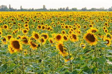 Obraz premium Blooming sunflower field between Bekesszentandras and Szarvas, Hungary
