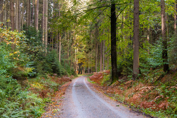 Forstweg im Elbsandsteingebirge