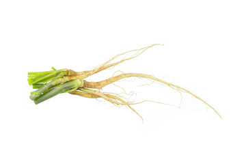 Fototapeta premium Close up Coriander roots isolated on white background