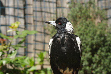Australian Magpie after taking a bath