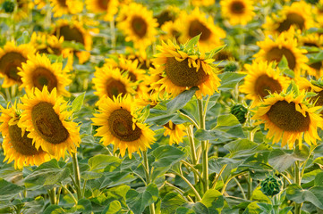 Blooming sunflowers between Bekesszentandras and Szarvas, Hungary