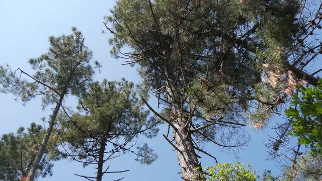 Foresta mediterranea di pini marittimi in Toscana