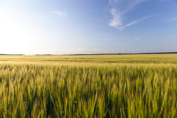 green immature cereals