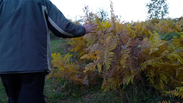 Man touching autumn fern - (4K)