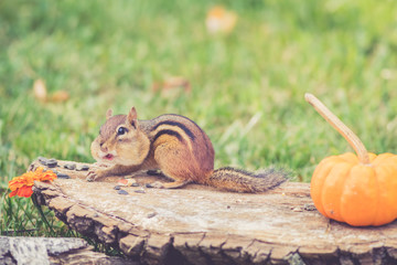 Obraz premium Eastern Chipmunk (Tamias Striatus) with stuffed cheeks on stump with pumpkin