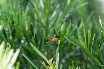brown Pantala Flavescens Wandering Glider Dragonfly
