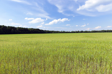 agricultural field