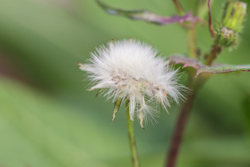 close-up of the seeded head of a Dandelion (Taraxacum) flower
