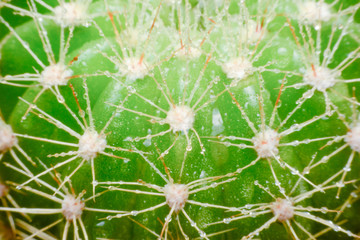 close up  macro of a cactus with morning dew on it