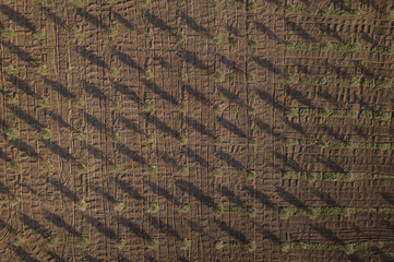 Aerial view of a field cultivated with olive trees,. Photo taken at sunset with shadows of trees standing on the ground