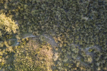 Aerial view of beautiful green trees at sunset in Italy.