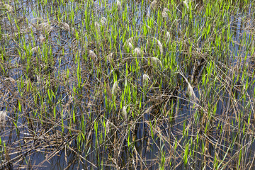 grass in the swamp