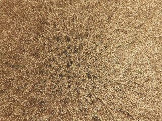 field of wheat, a top view