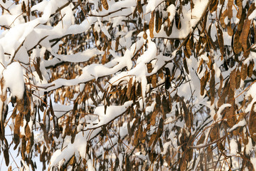 Forest in winter