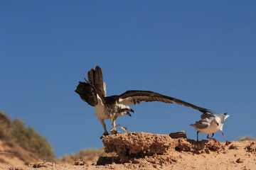 Fototapeta na wymiar Osprey fights off seagulls trying to steal it's fish
