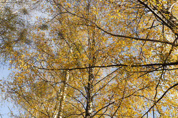 Yellowed leaves of the birch