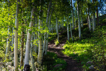Aspens in the Rocky Mountains