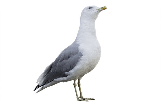 Seagull with white and gray plumage isolated on white background