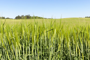Field with cereal