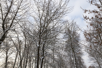 Snow drifts in winter