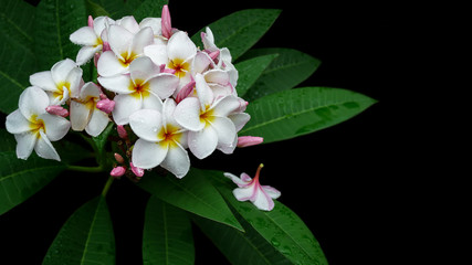 Plumeria (Frangipani, Champa, Amapola, and Temple Tree are other name), a beautiful tropical flowers with green leaves after rain on black background.