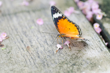 Beautiful butterfly on the ground with pink flower