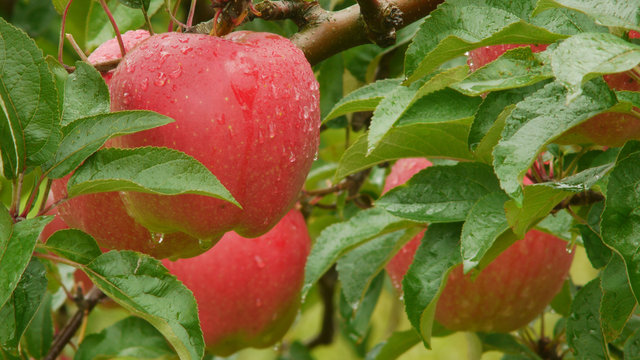 リンゴの木 のストック写真 ロイヤリティフリーの画像 ベクター およびビデオ Adobe Stock