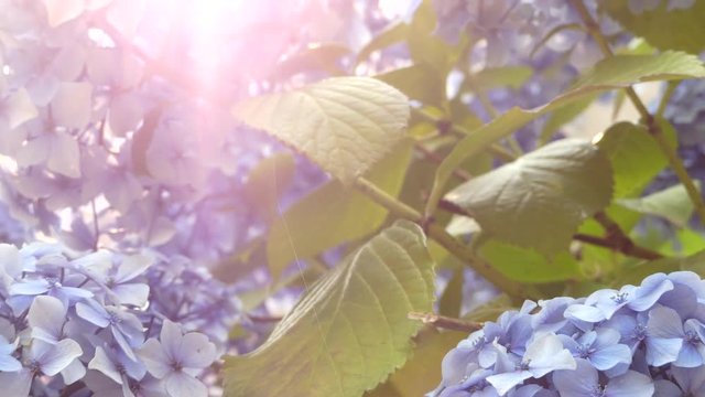 Violer buds bloomimg hydrangea bush close up 