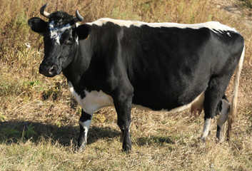 cow in autumn field