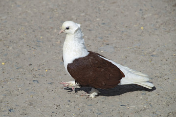 Purebred white-brown pigeon