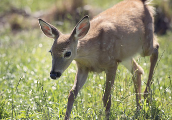 White-tailed deer fawn