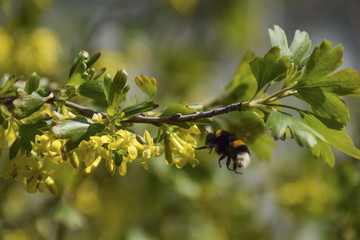 Bumblebee on the flowers of golden currant