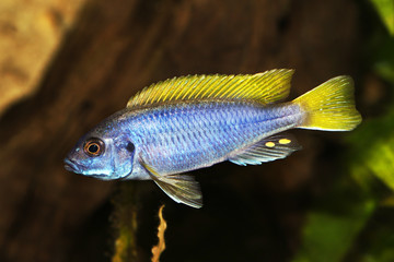Yellow-tail Acei Cichlid Pseudotropheus aquarium fish 
