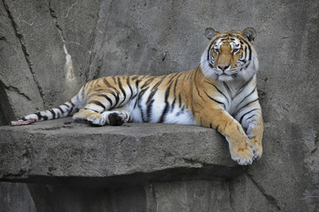 bengal tiger