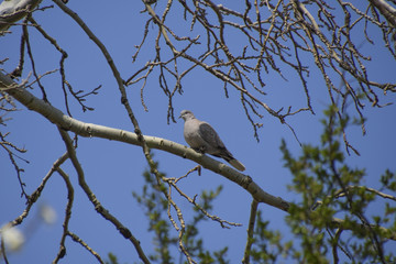 Turtledove on a branch of a silver poplar