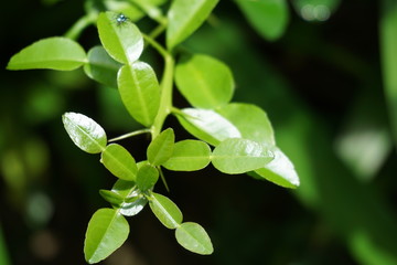 Closeup green leaves of bergamot orange 