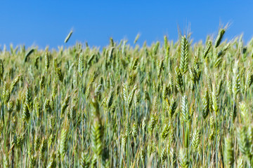 Obraz premium Field with cereal