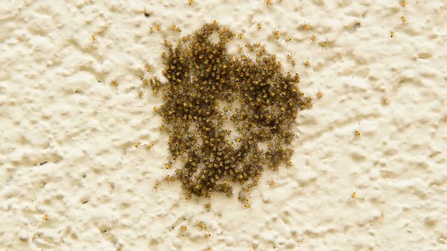 flock of small yellow spiders