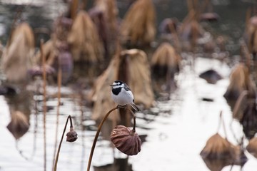 ハチスで休むセキレイ