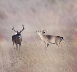 White-tailed deer