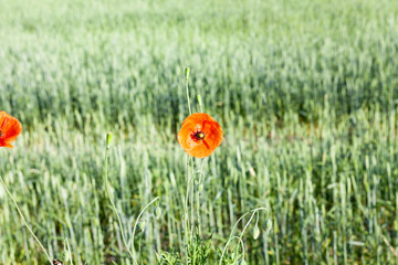 Red Poppy in the field