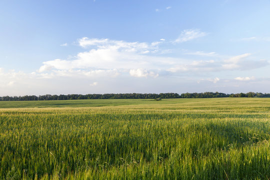 agricultural field with green