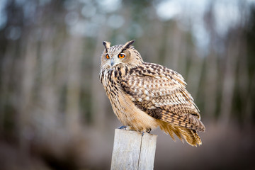 Eurasian Eagle Owl