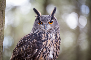 Eurasian Eagle Owl
