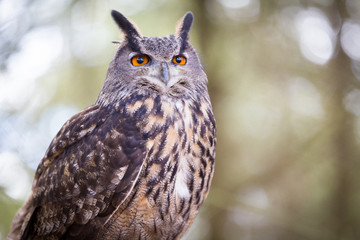 Eurasian Eagle Owl